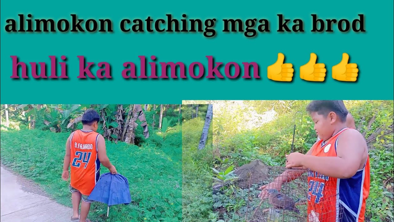 alimokon catching/catching alimokon/ manghuli Ng alimokon
