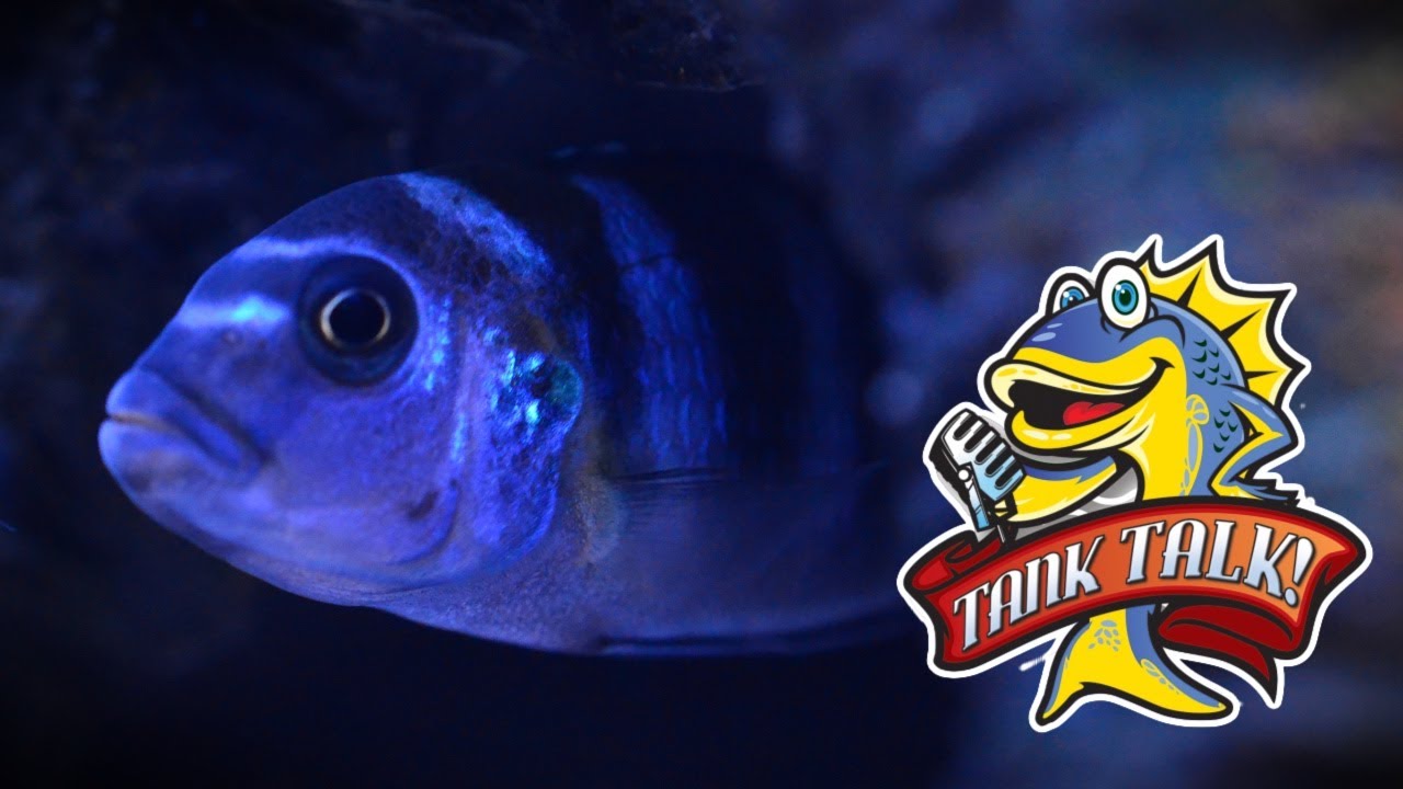 Keeping African Cichlids Correctly Part 1