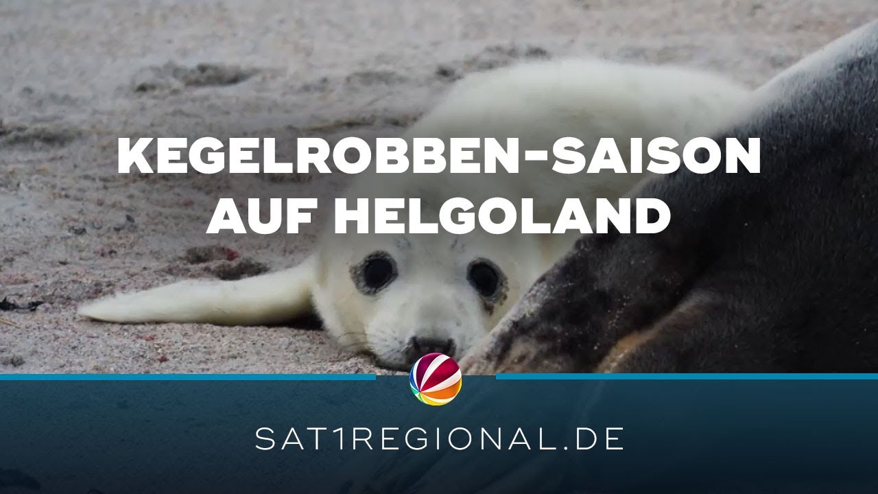 Kegelrobben-Saison auf Helgoland: &Uuml;ber 1.000 Jungtiere geboren