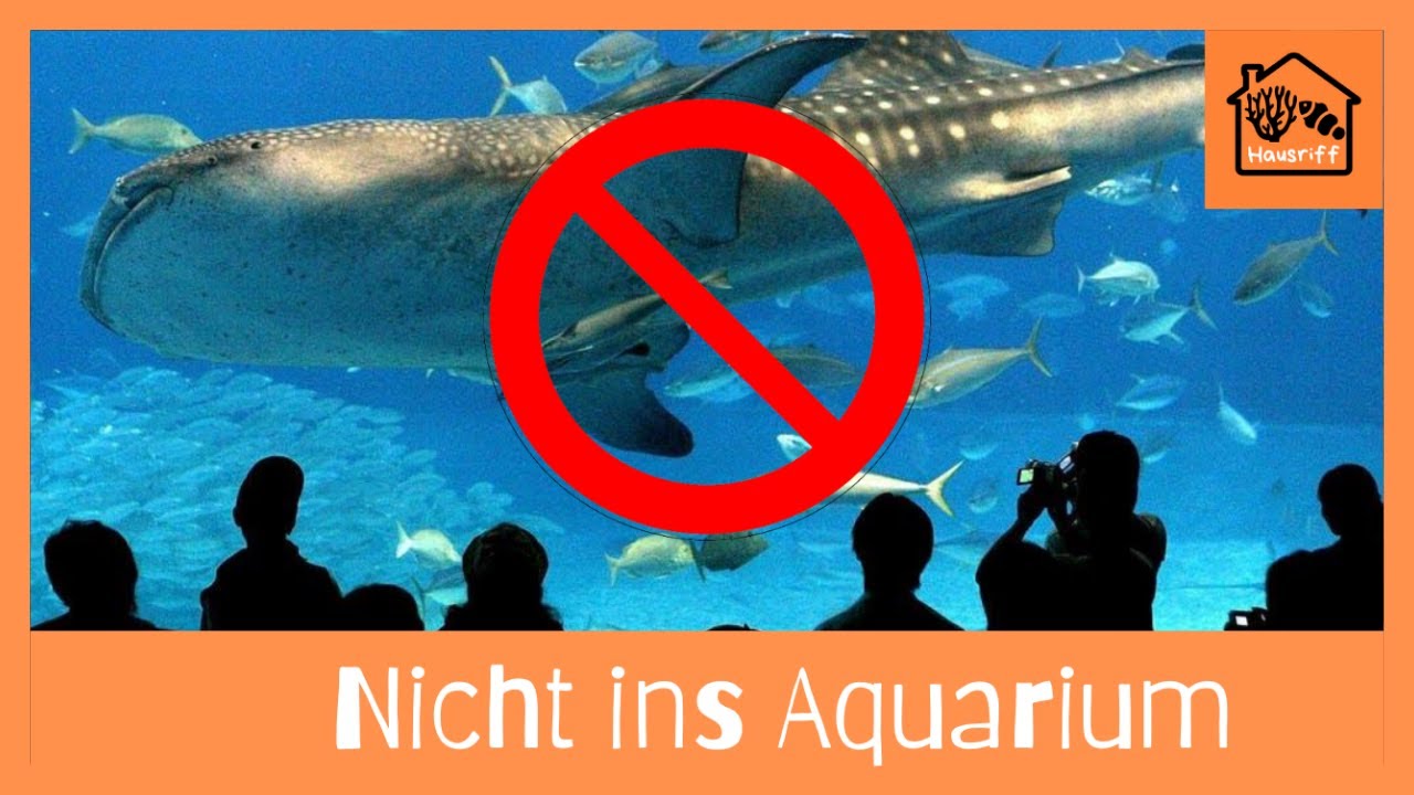 Diese 10 Tiere lieber nicht ins Meerwasseraquarium einsetzen