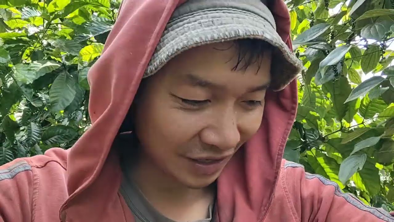 Thu hoạch tiêu, trồng xen canh nhiều niềm vui 