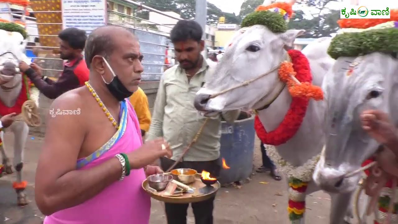 ರೈತ ಹೋರಿ ವೆಂಕಟರೆಡ್ಡಿ ಅವರ ಎತ್ತುಗಳು || Farmer Hori Venkatareddy At Ghati Subramanya Cattle Fair 2020 |