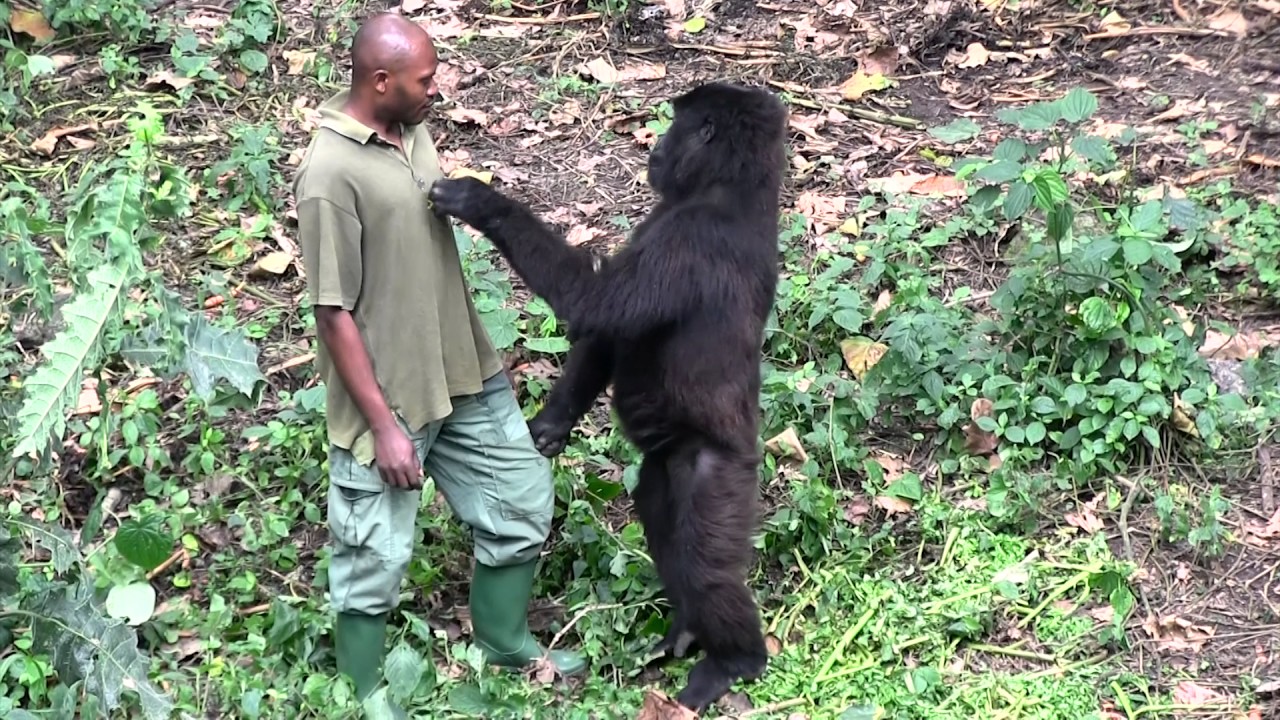 Senkwekwe Center, Rumangabo, Virunga National Park, DR Congo.