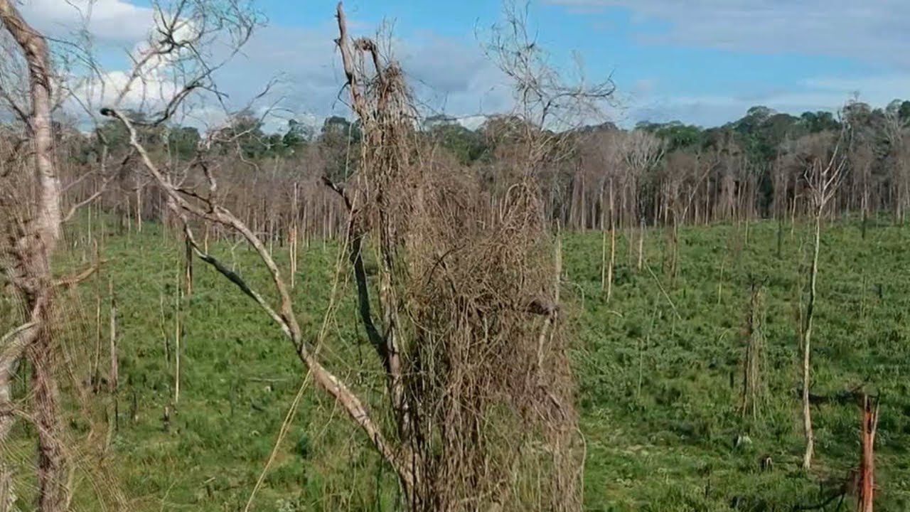 Data show rise in Amazon deforestation under President Bolsonaro