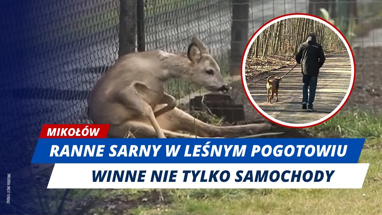 WŁAŚCICIELU, TRZYMAJ PSA NA SMYCZY!
