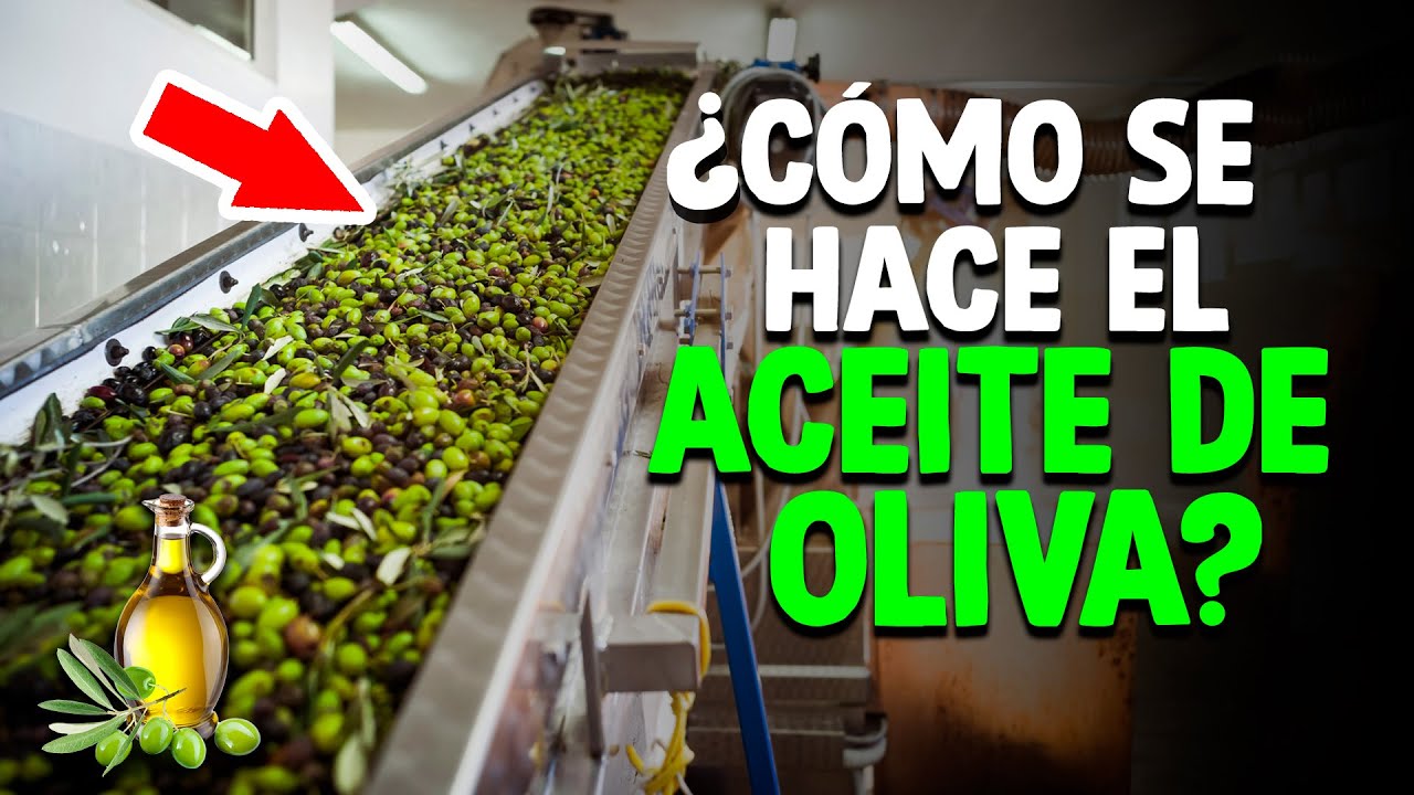 Cómo Se Hace El Aceite De Oliva? (Proceso En Fábrica)