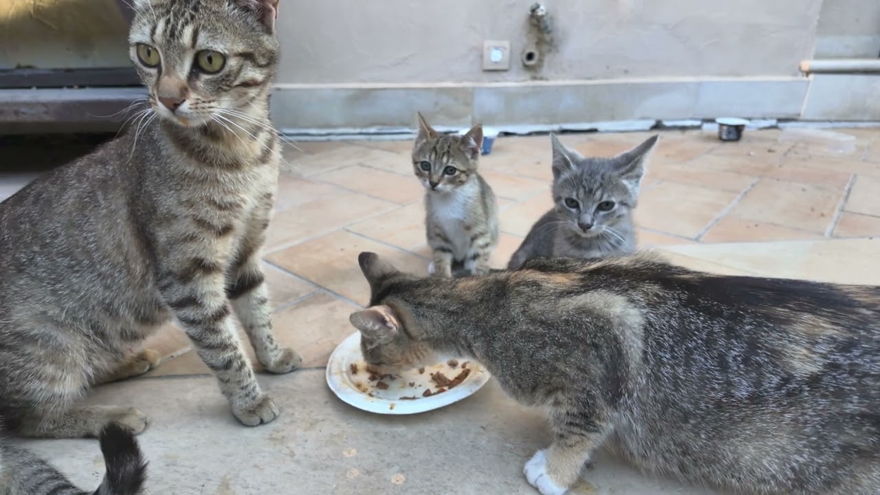 Stray Cat Lovely Family Got Whiskas and enjoyed it