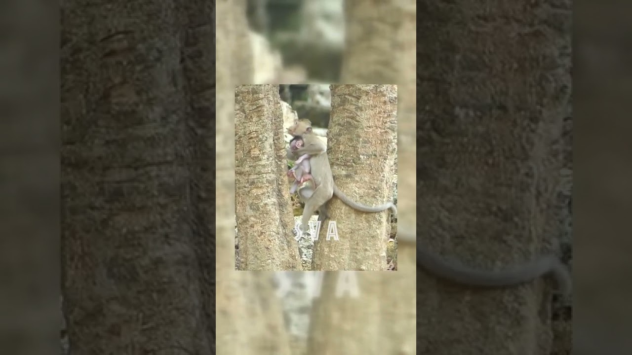 #Shorts Million Pity Baby Monkey Brother Hug And Run Very Fast Climb On Tree episode #3