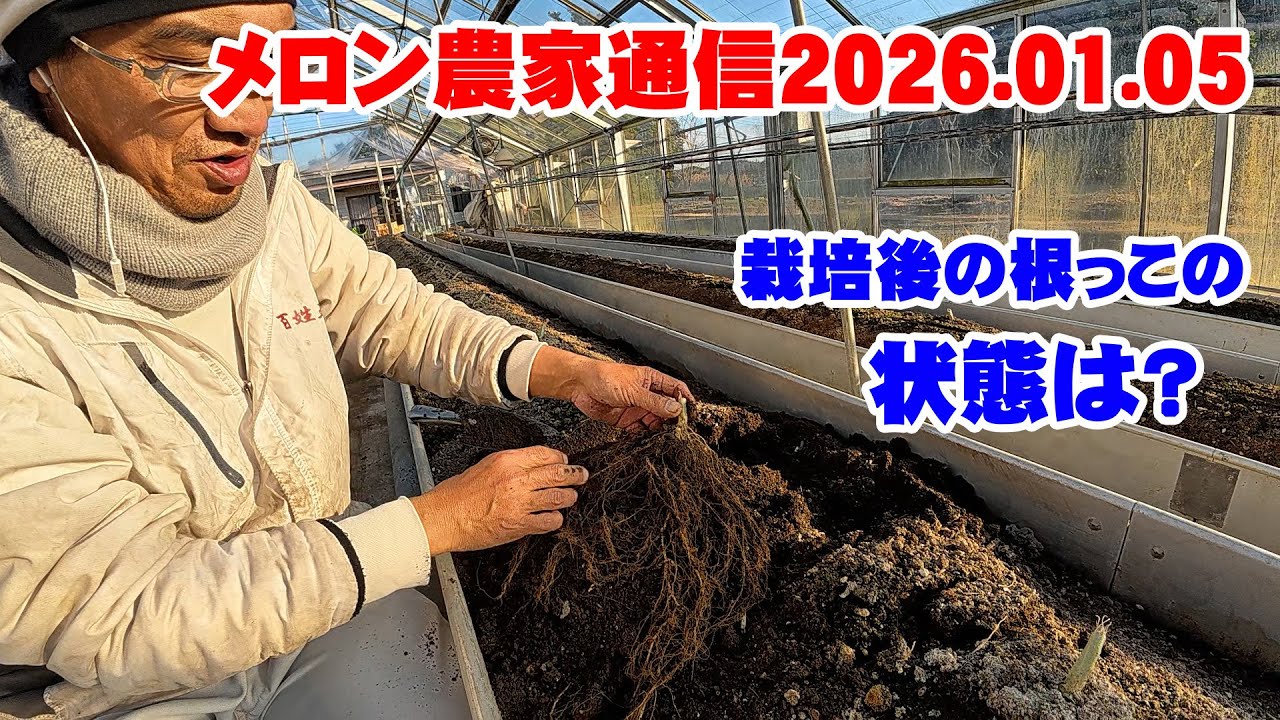【年始】メロン農園通信2026.01.05　栽培後のメロンの根の状態　あけましておめでとうございます