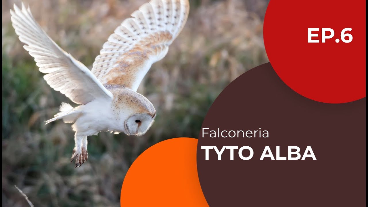 Tyto alba -  Barbagianni - Falconeria ep. 6 - Sottotitolato
