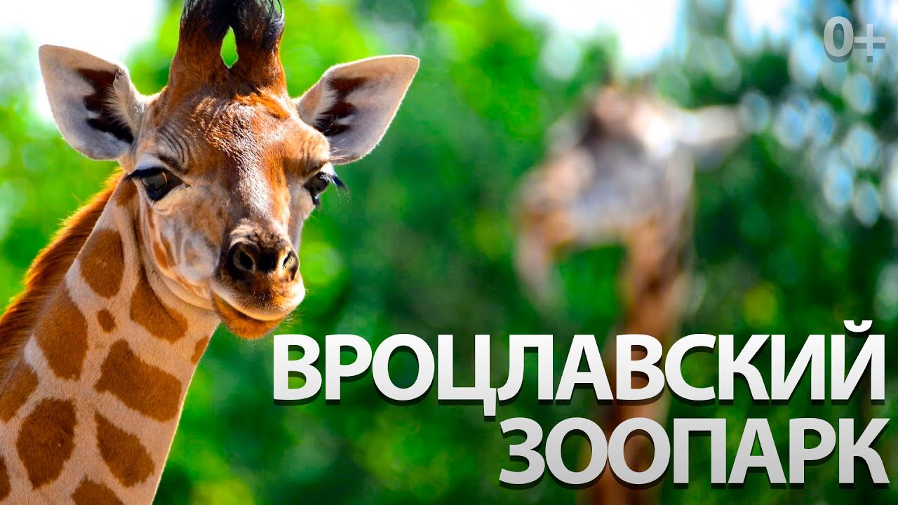 Вроцлавский зоопарк // ZOO Wrocław