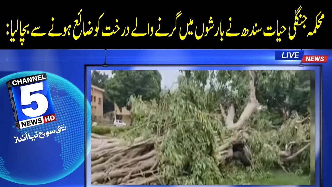 Sindh Wildlife Department saves tree from being lost | 5 News HD