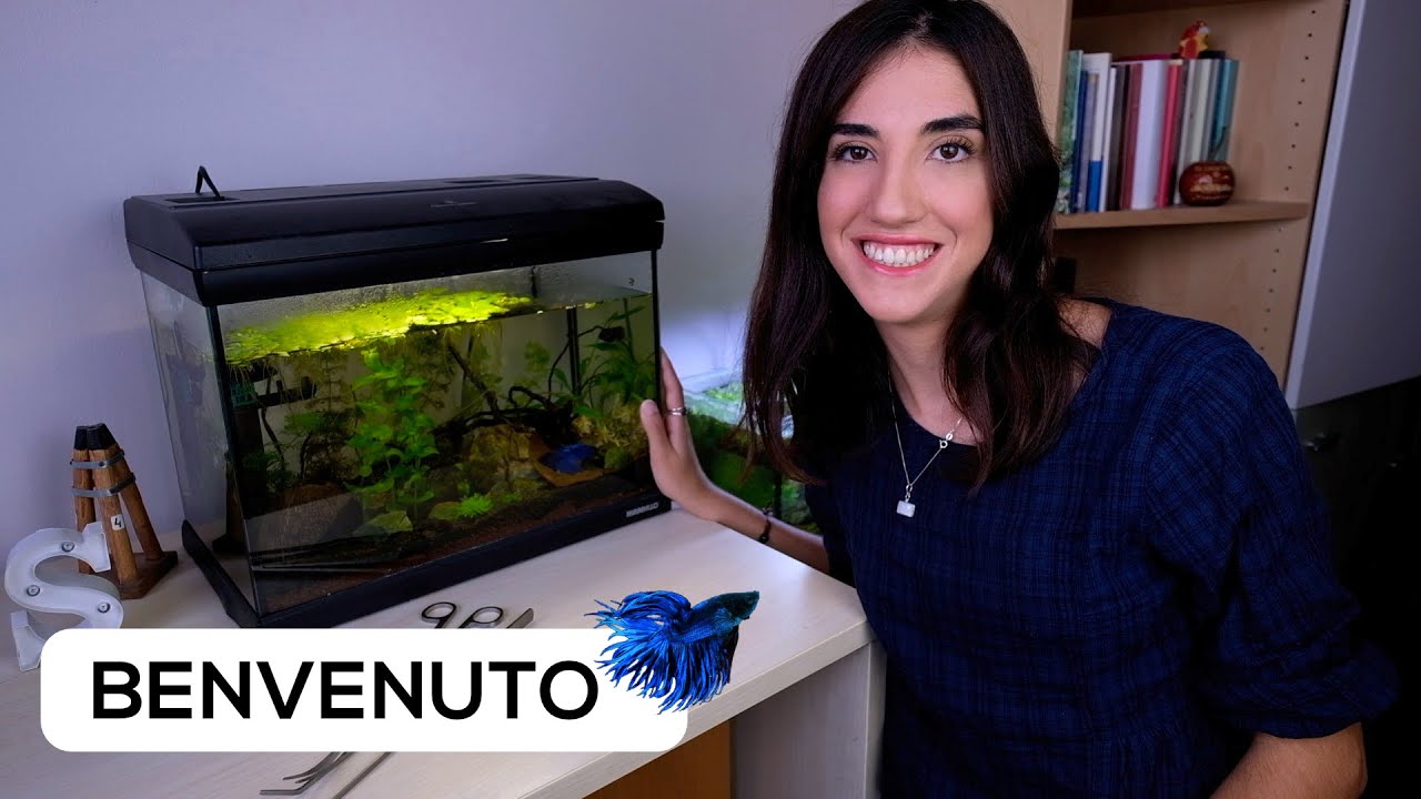 L'acquario di Sofia ha un Betta splendens