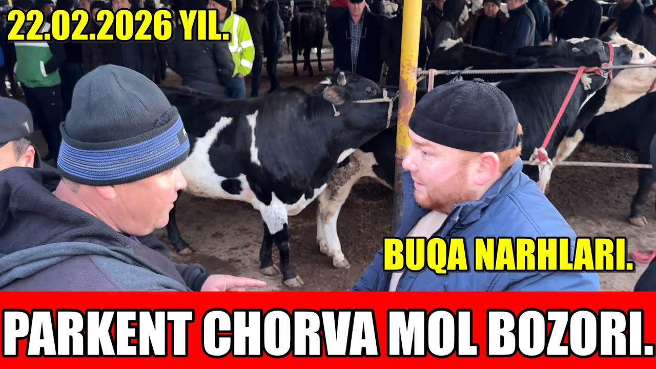 TOSHKENT VIL, PARKENT TUMANI, BOYQOZON QO’RG’ONI, CHORVA MOL BOZORI, BUQA NARHLARI.