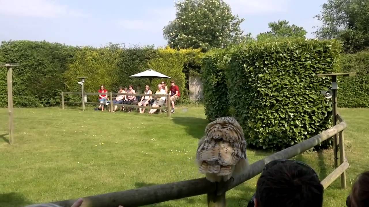 Liberty's Owl Raptor and Reptile Centre
