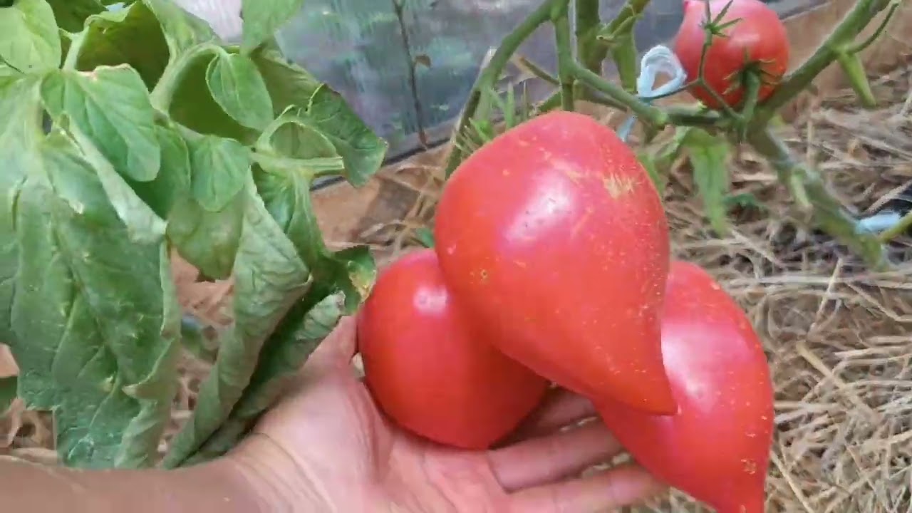СИБИРЬ. ОБЗОР ТЕПЛИЦ, СО СПЕЛЫМИ ТОМАТАМИ 🍅. 2025.