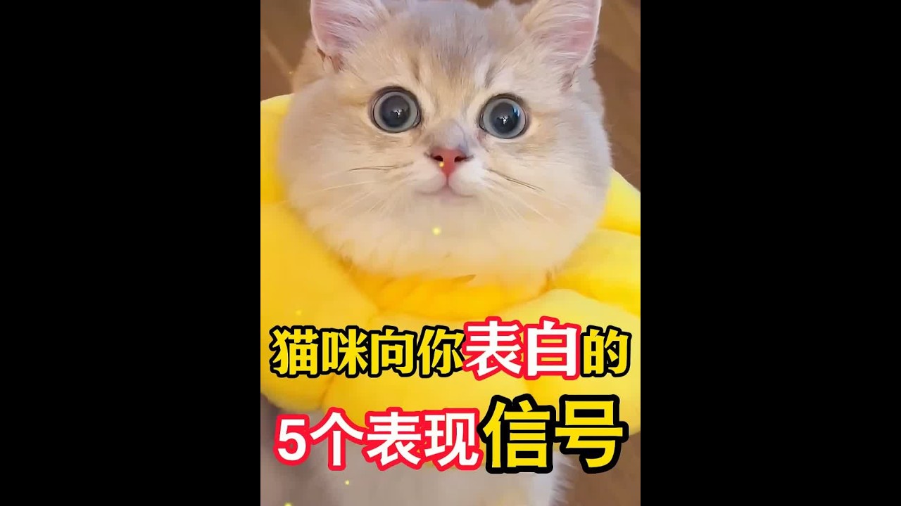 猫咪向你表白的5个表现信号 #新手养猫 #科学养宠攻略 #养猫经验分享 #养狗小知识 #猫咪驱虫