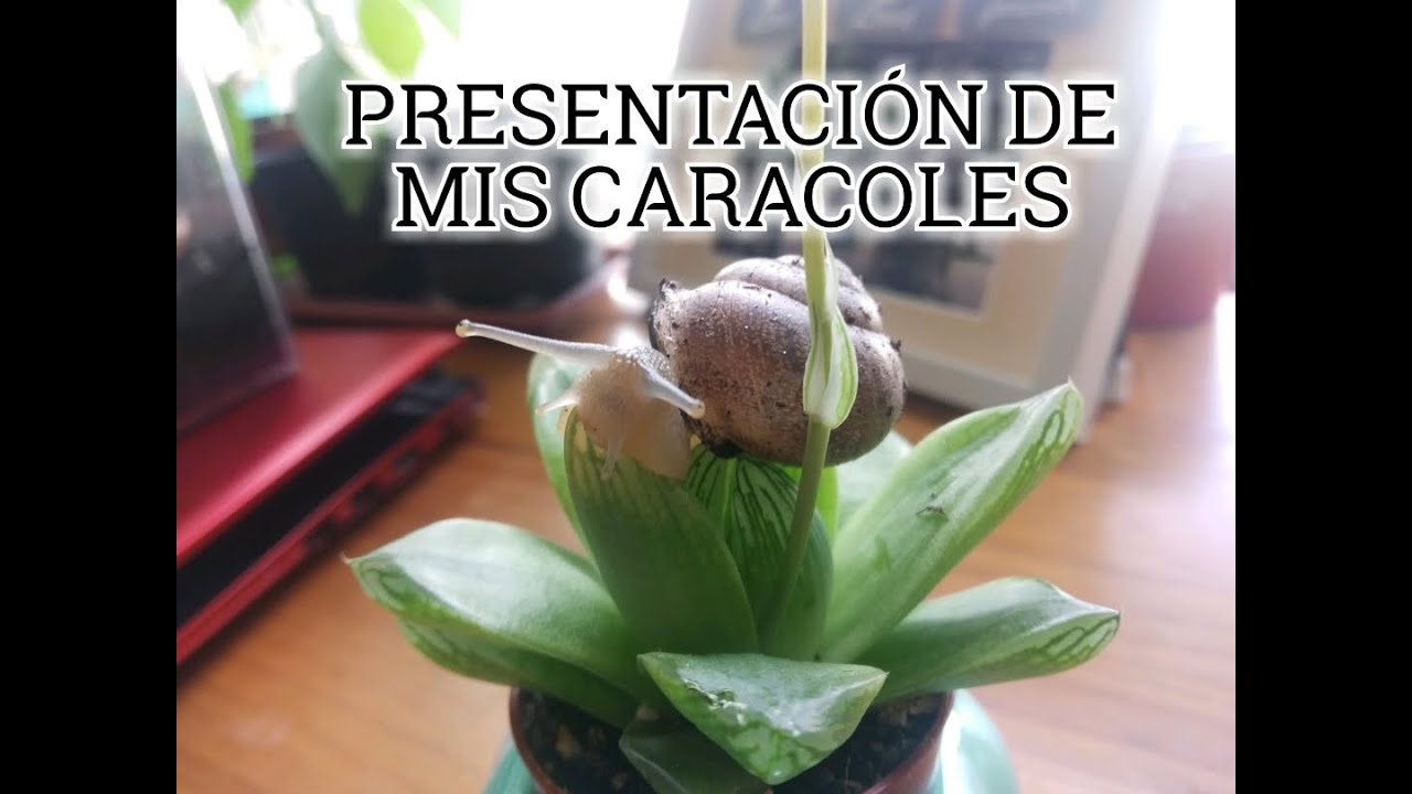 TODOS MIS CARACOLES
