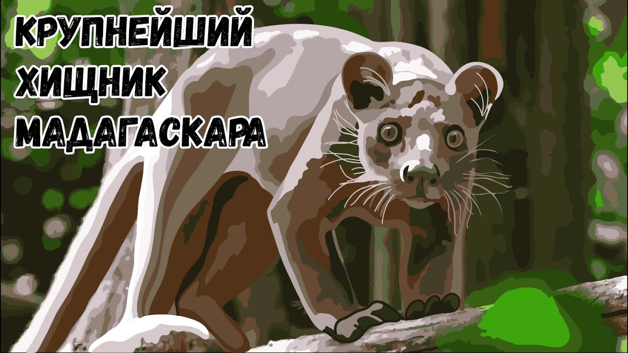 Хищная фосса охотится на лемуров