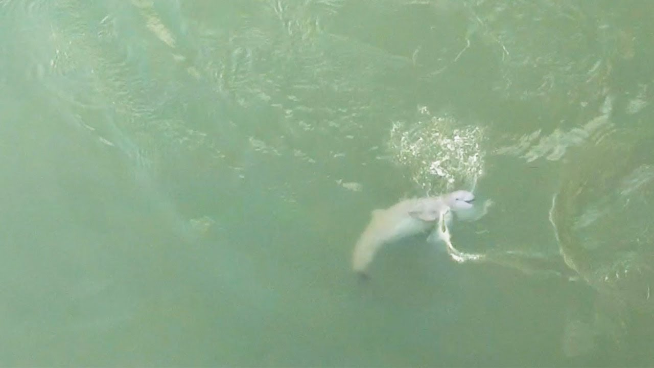 PERFORMING DOLPHIN puts on a show for drone