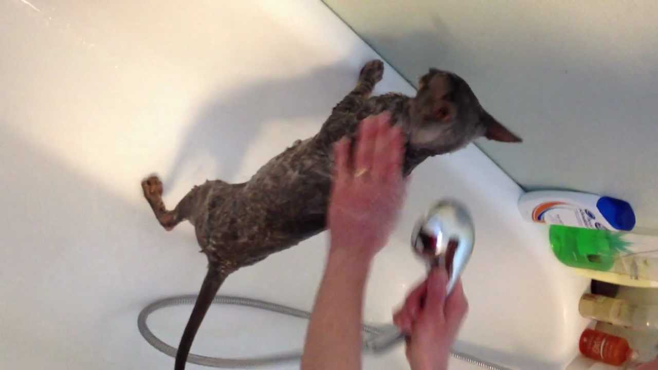Cornish Rex Cat Wash
