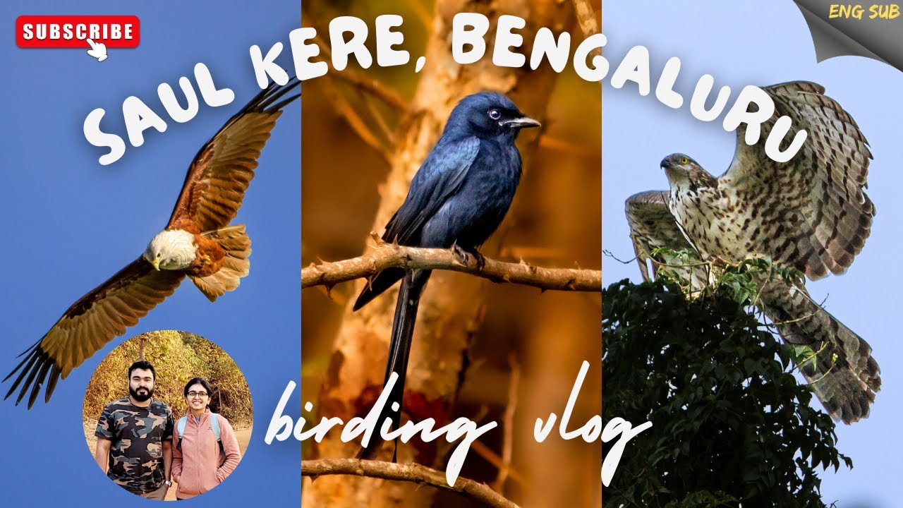 Saul Kere: Exploring Bengaluru's Bird Paradise | Birding | Vlog | Lake | Eng Sub