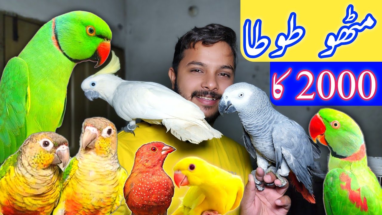 Big Birds pr a gai Deals | Tufeeq Bhai ki #lahorientertainmentchannel #totaMarket #birds #pets
