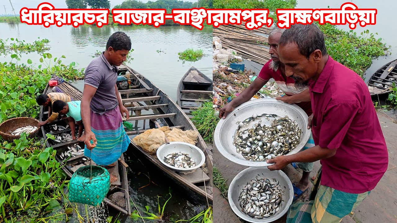 ধারিয়ারচর বাজার বাঞ্ছারামপুর ব্রাহ্মণবাড়িয়া | Traditional Village Market in Bangladesh | Live