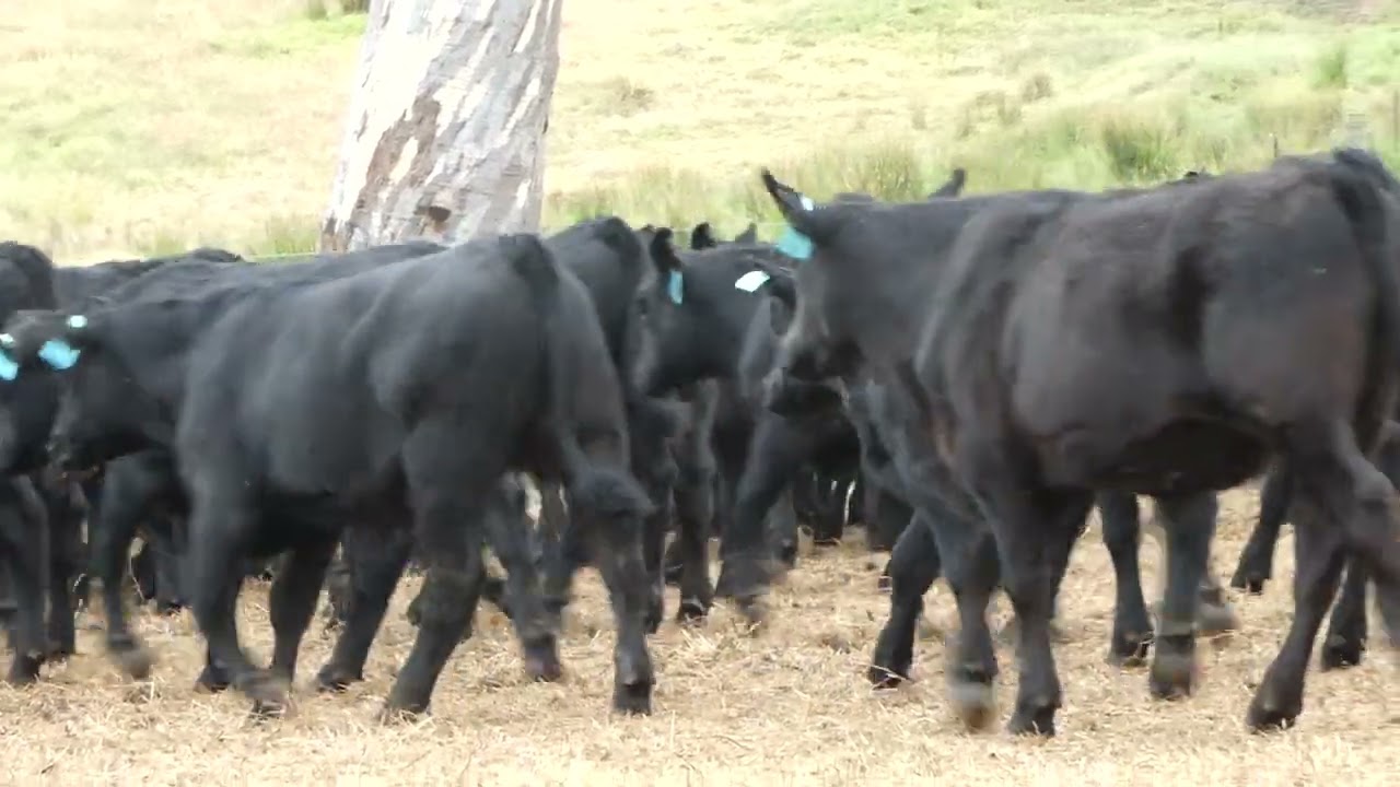 Cumberoona Weaned Steers