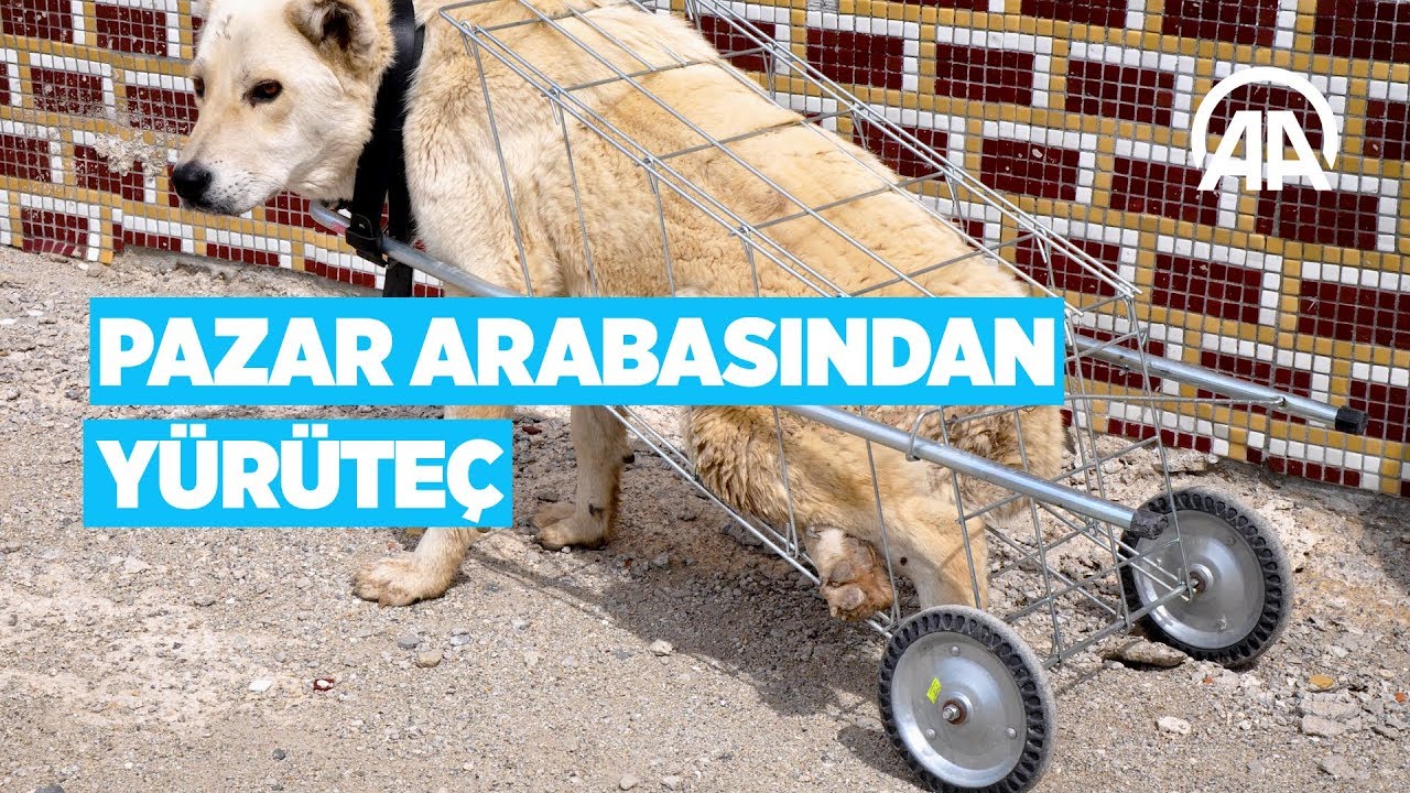 Yürüyemeyen köpeğe pazar arabasından yürüteç yaptı
