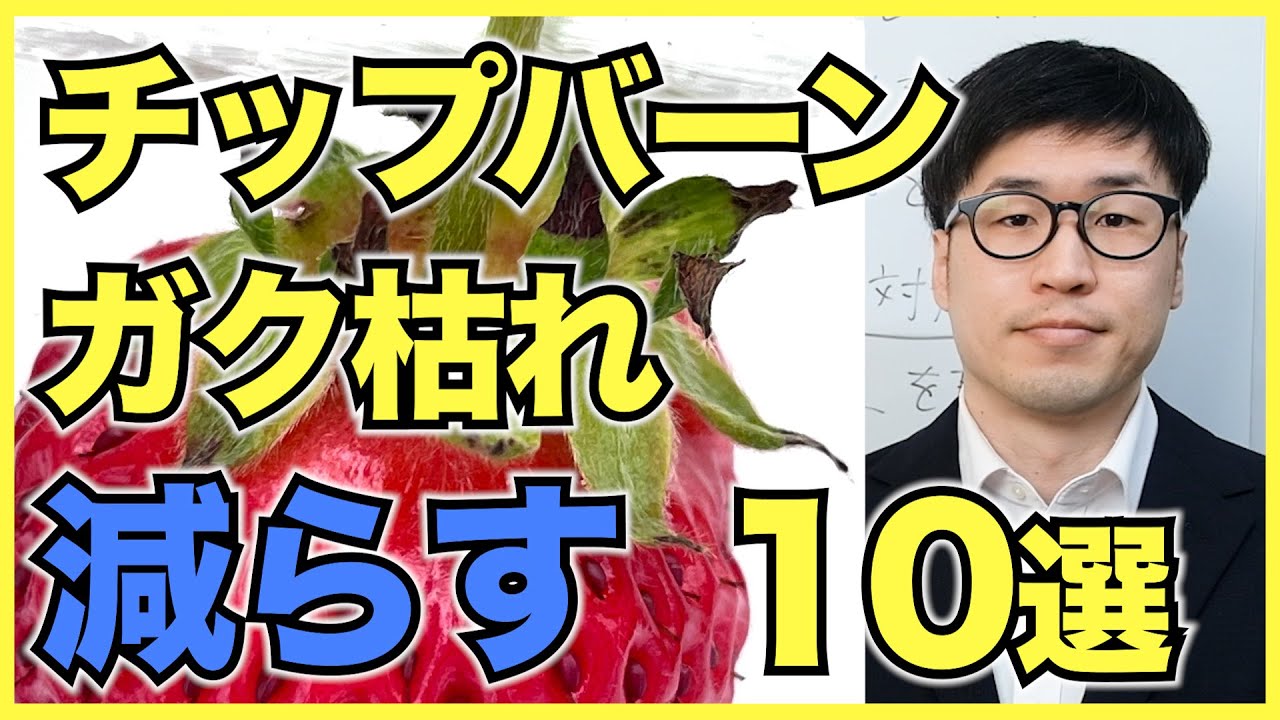 【いちご農家】チップバーンとガク枯れを予防・改善するコツ10選【生理障害】