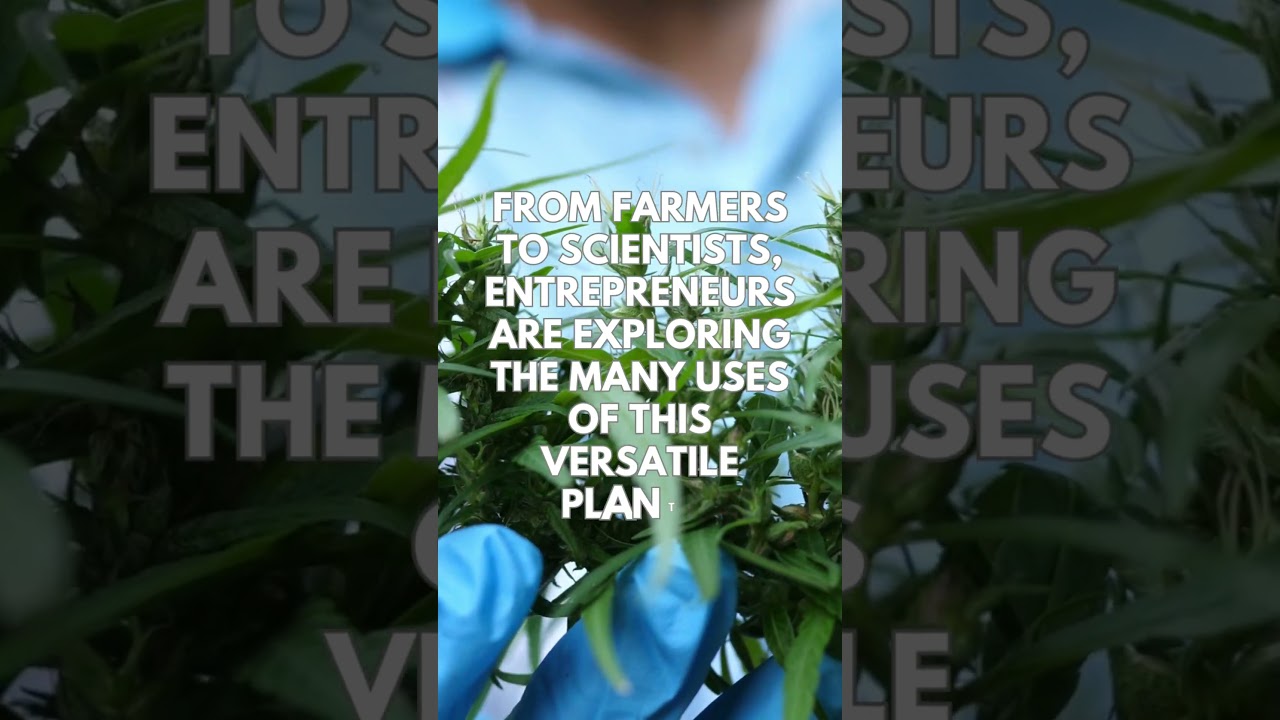 Argentina's Cannabis Revolution From Farm to Medicine Cabinet