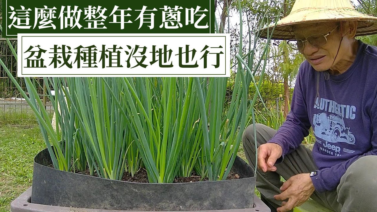 三星蔥盆栽種植，沒地也能種，整年都有蔥吃 | 阿星種植