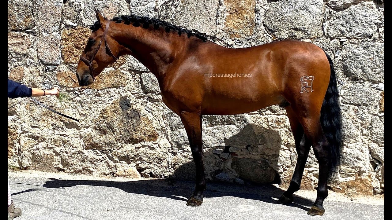 Spanish horse for Sale | Friendly Andalusian PRE stallion 2018 (#MP528)