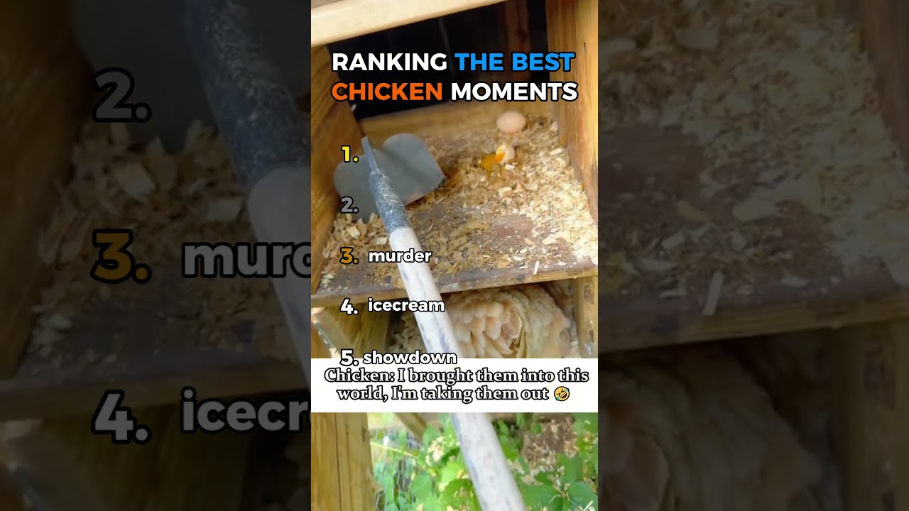 Top 5 Funniest Chicken Showdowns Ever!