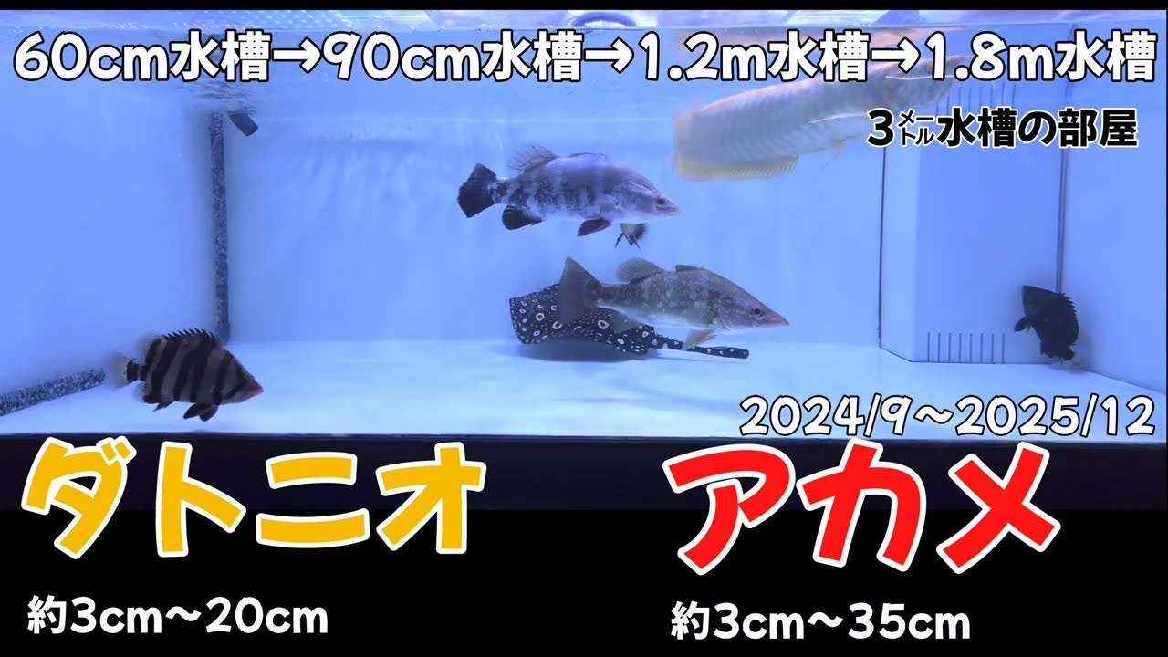 3m水槽の部屋 【1.8m水槽まで】 アカメ、ダトニオ成長記録 タンガニーカパーチとアカメ属混泳 ダイヤモンドポルカ