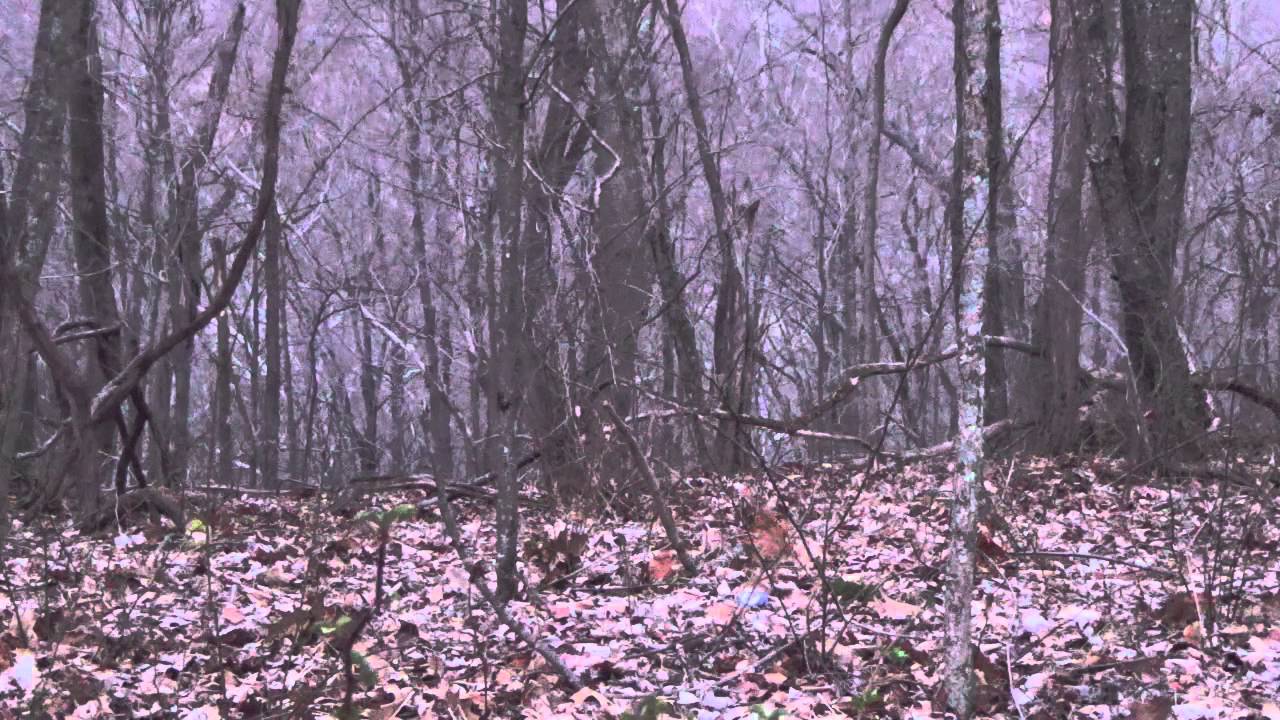 Assembly Hen Yelps and Kee Kee Run Turkey Calling