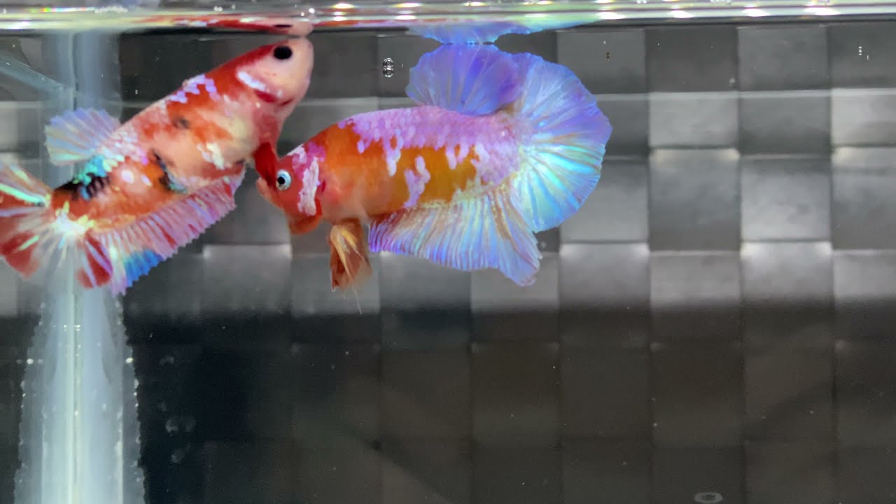Purple ( rainbow ) galaxy betta