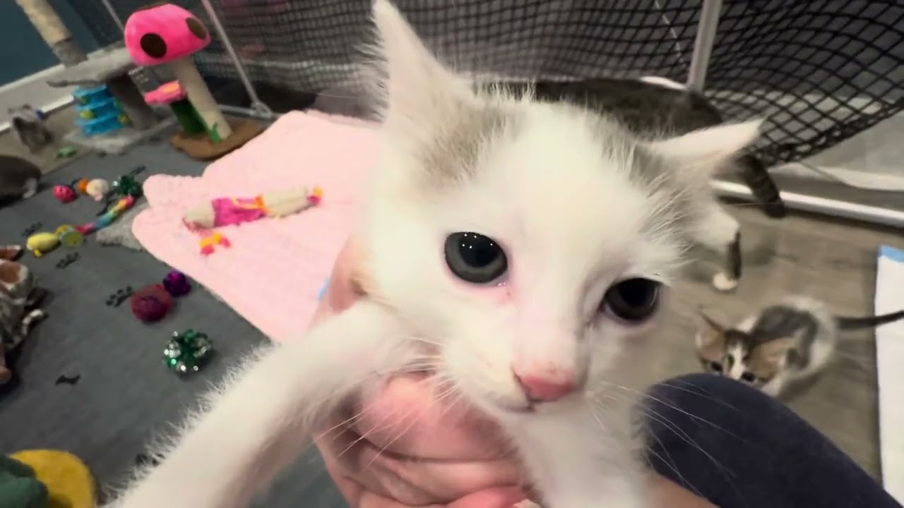 Cute Foster Kittens Get a Space Upgrade!!