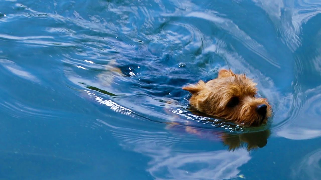 Courageous Norwich Terrier Learns To Swim Ashore