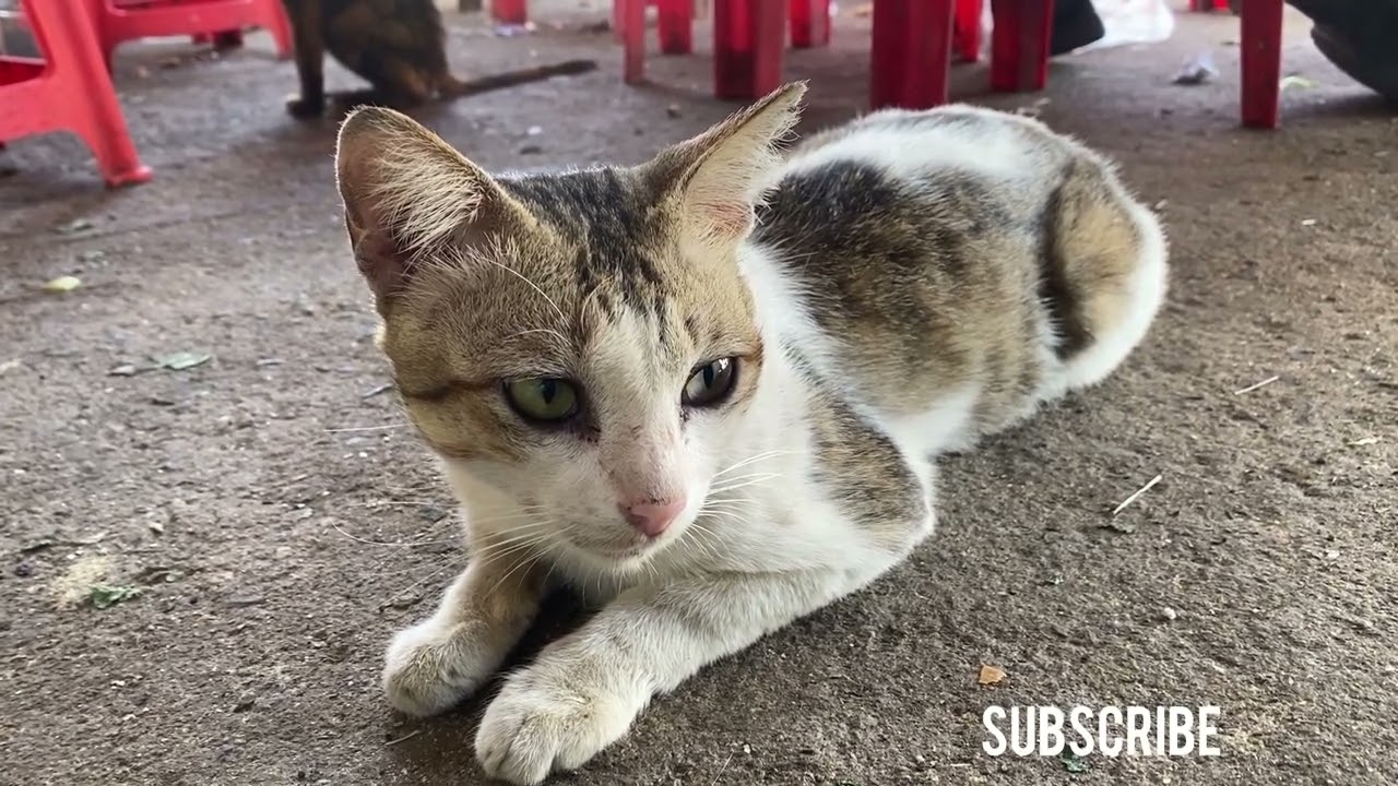 Chú mèo của anh tài xế xe ôm công nghệ.