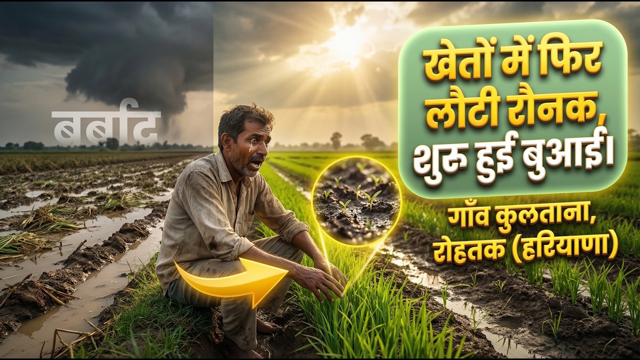 गाँव कुलताना, रोहतक (हरियाणा) में बाढ़ के बाद खेतों में फिर लौटी रौनक, शुरू हुई बुआई। Kultana