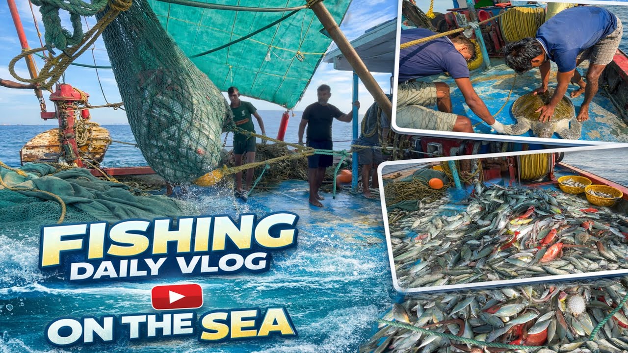 😮Unexpected Turtle Rescue🐢 Fourth to Sixth Day Ton’s Of MackerelFish Caught‼️🌊Epic Deep Sea Fishing 