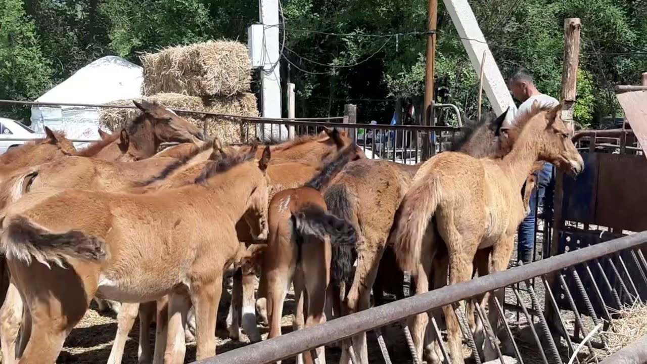Процесс дойки кобыл