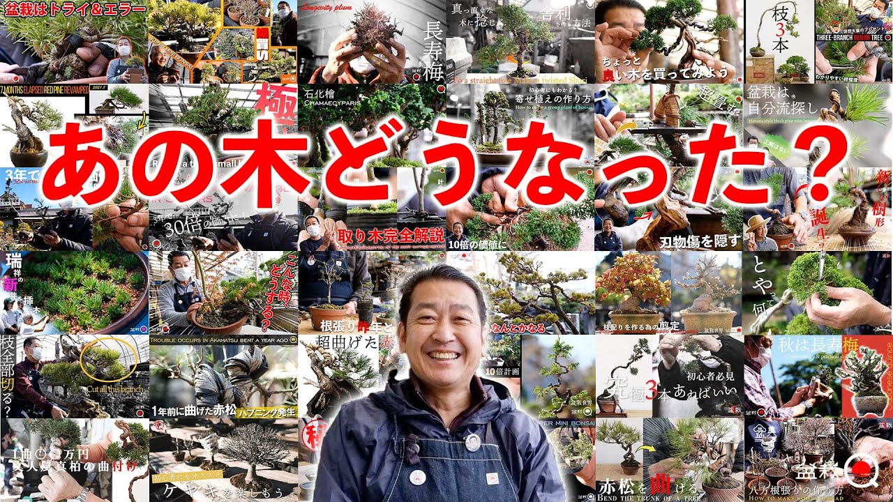 【あの木どうなった？】過去に撮影した木の今の姿を観てみよう！昼間さん編【盆栽Q】