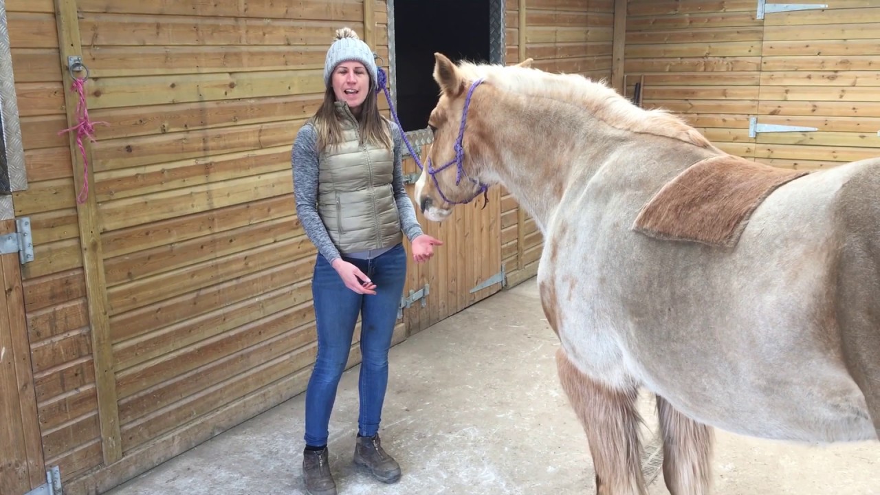 How to perform the Fetlock Mobilisation with your horse