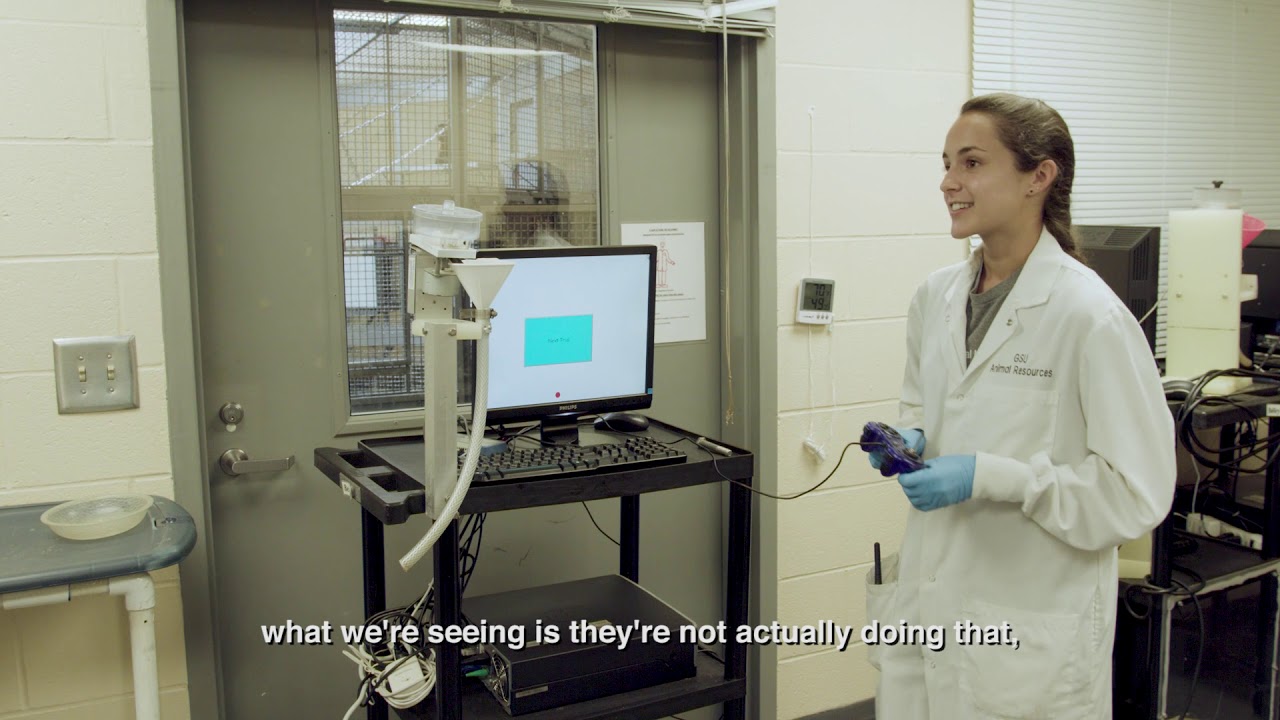 Are Monkeys Willing to Take Risks? | ORBITER Interview with primate researcher Olivia Tomeo