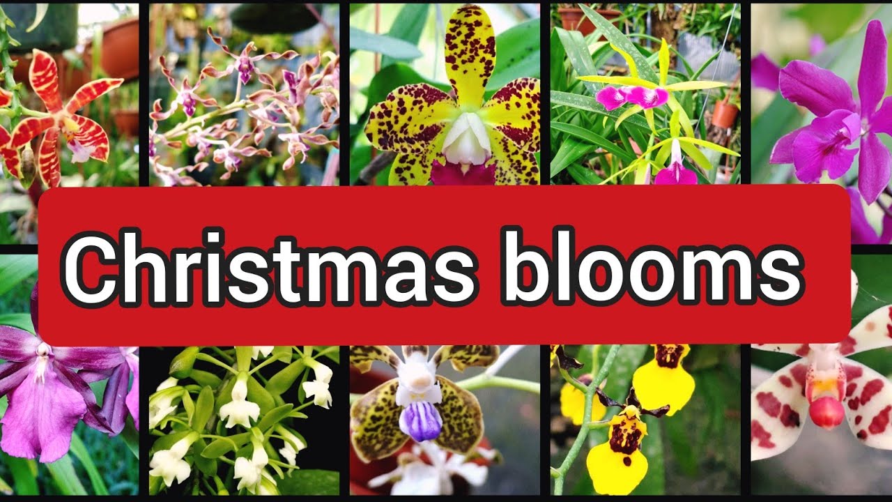 Christmas blooms/ Florações de Natal