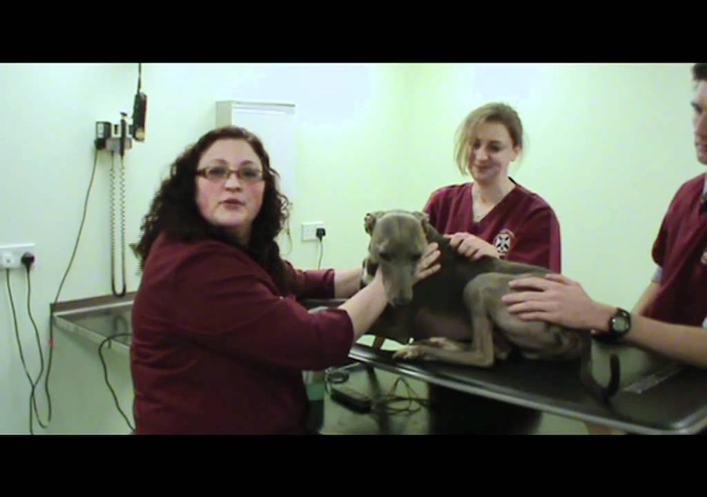 IMV imaging cardiac ultrasound video 10 - Summary of the cardiology videos