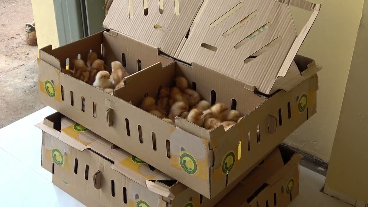 CRA Project Beneficiary Testimonial l Grenada Chick Inn Farm